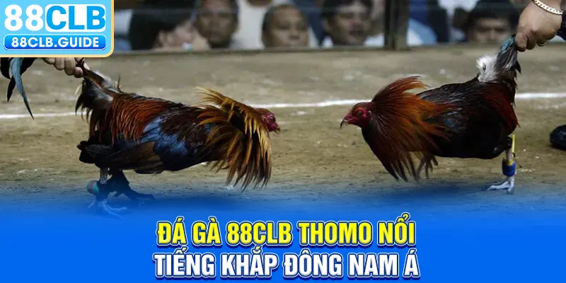 Đá gà 88CLB Thomo nổi tiếng khắp Đông Nam Á