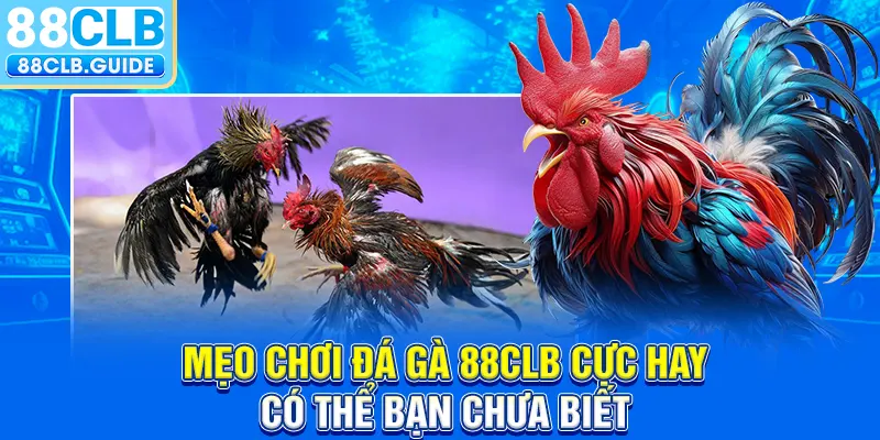 Mẹo chơi đá gà 88CLB cực hay có thể bạn chưa biết