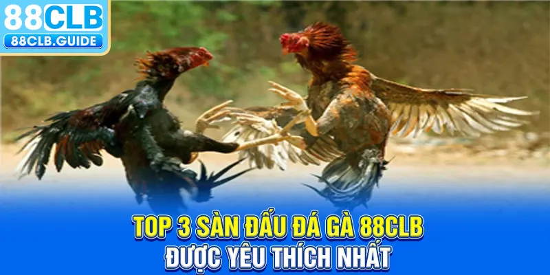 Top 3 sàn đấu đá gà 88CLB được yêu thích nhất